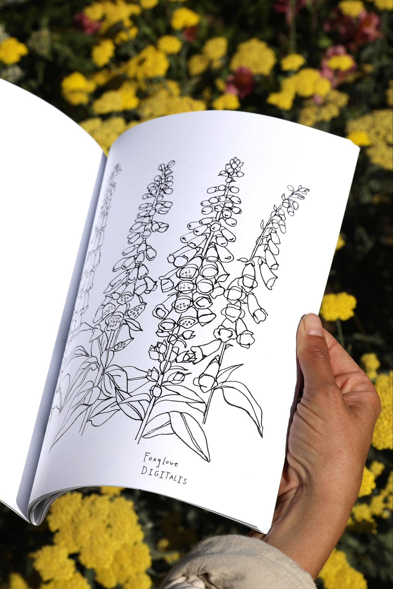 Buds Along the Path Coloring Book