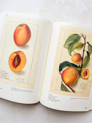 An Illustrated Catalogue of American Fruits & Nuts
